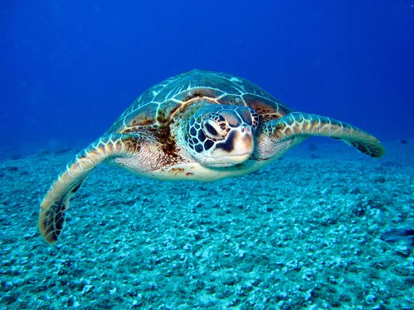 Quels sont les meilleurs endroits pour faire du snorkeling avec les tortues marines aux Maldives ?